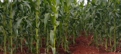 One of the maize gardens irrigated by the sun ridder