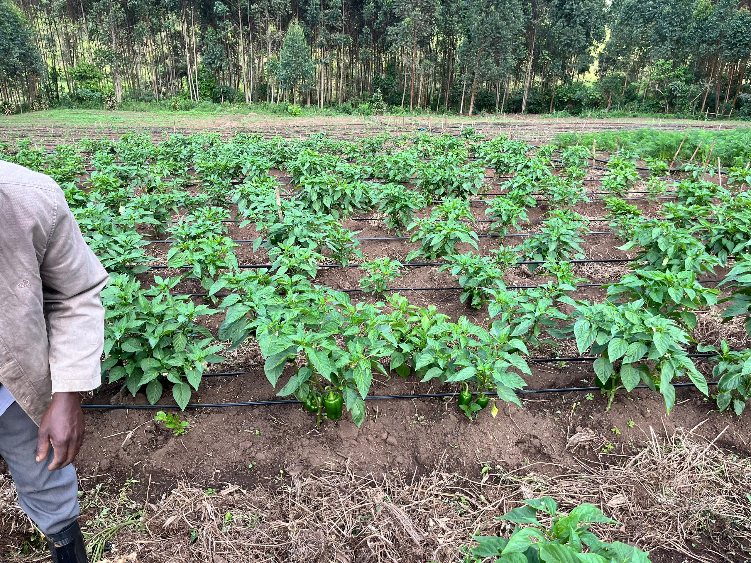 Harnessing the Sun: Solar Subsidies Transforming Agriculture in the Toro Sub-Region Harnessing the Sun: Solar Subsidies Transforming Agriculture in the Toro Sub-Region